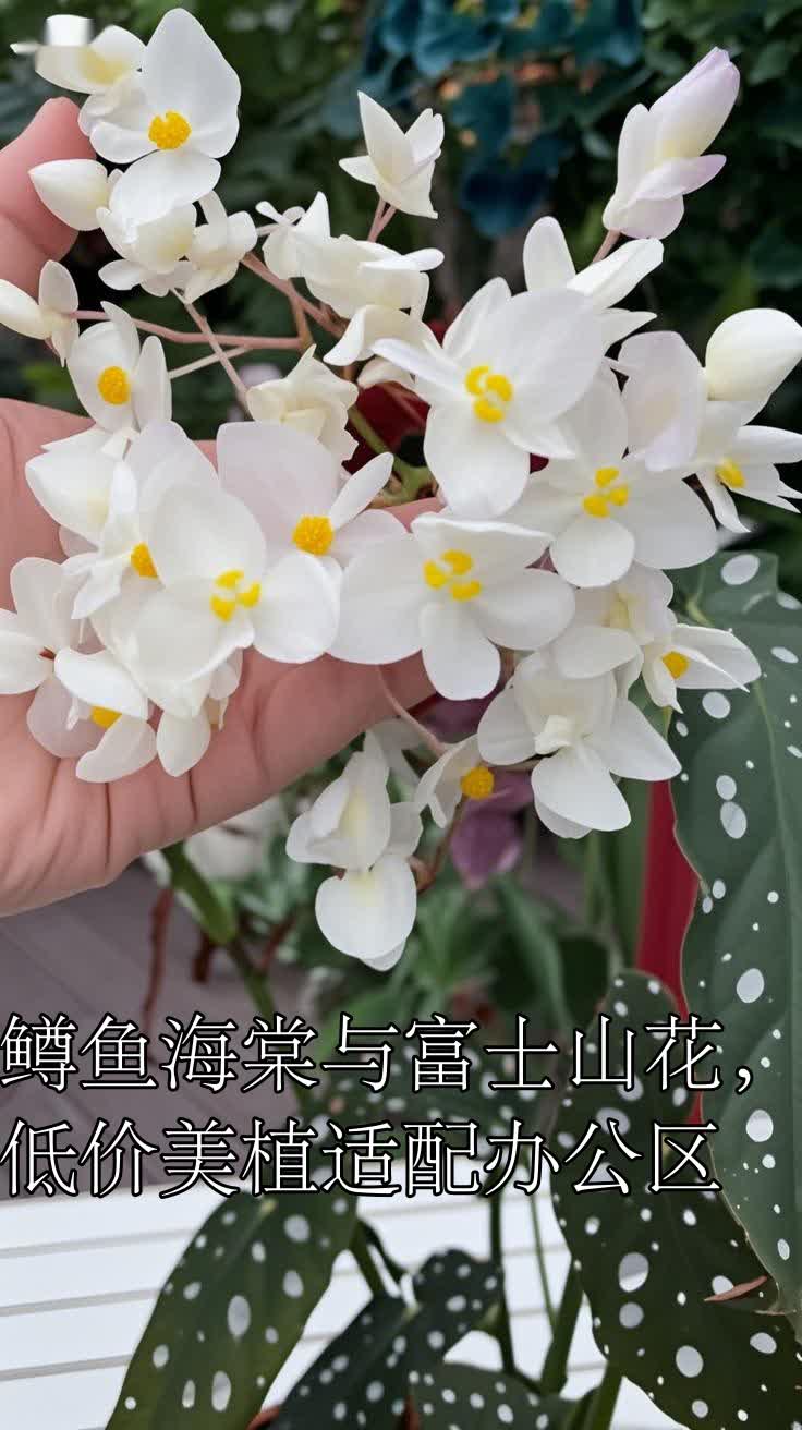 鳟鱼海棠与富士山花,低价美植适配办公区
