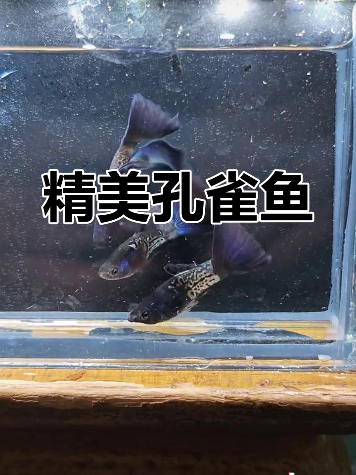 金属蛇纹紫尾孔雀鱼,热带观赏珍品