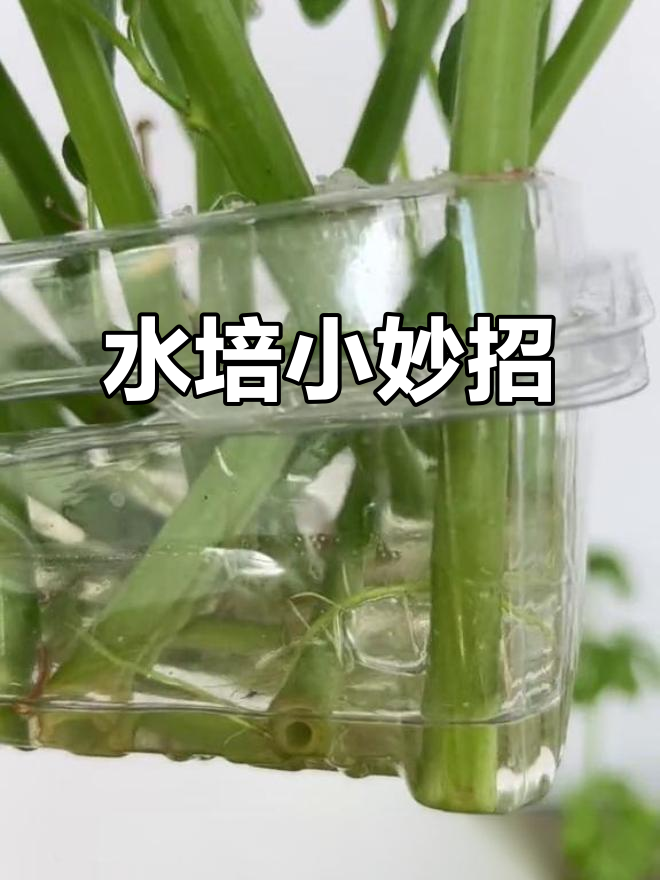 动手做水培工具，空心菜薄荷轻松栽培！