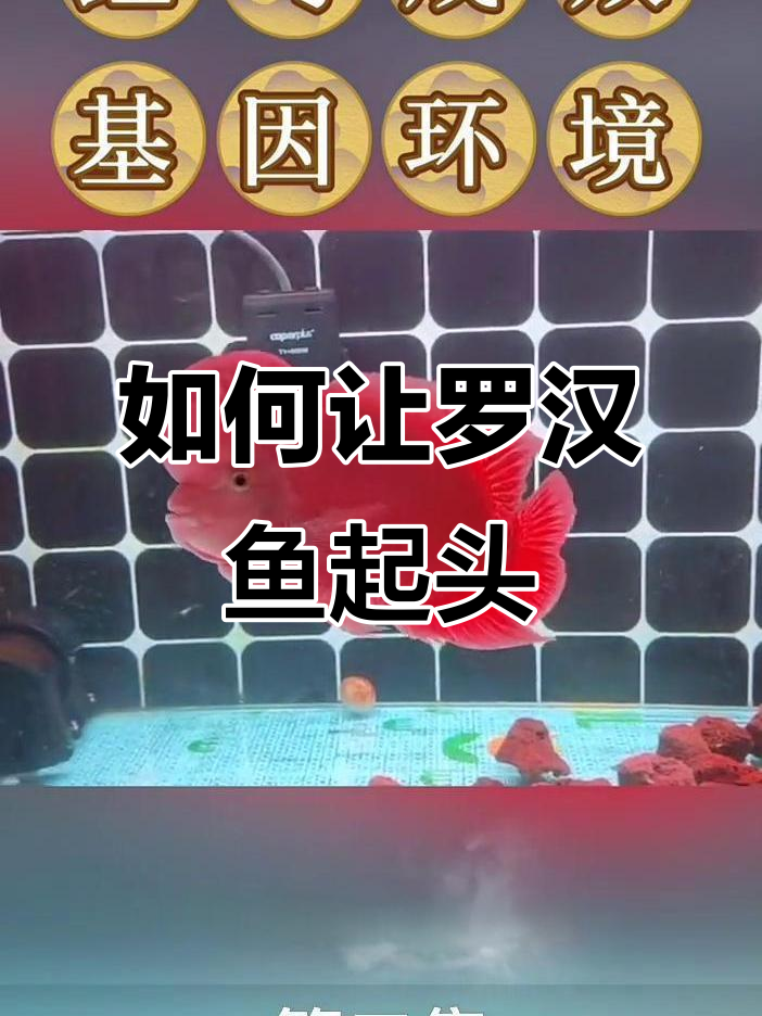罗汉鱼起头秘诀:基因、水质与饲养技巧全解析