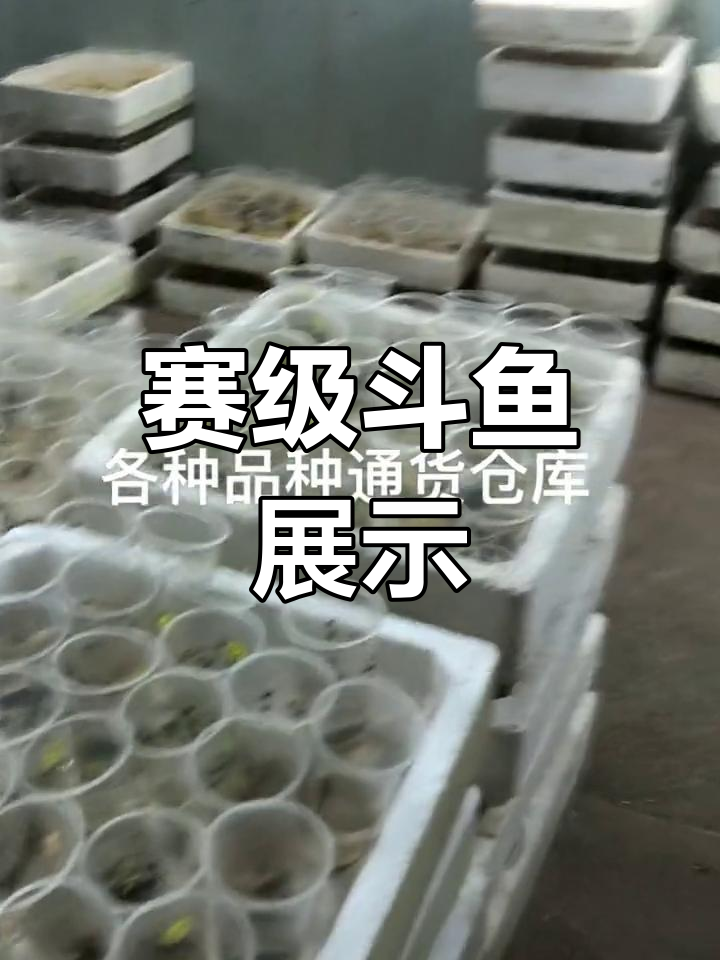 赛级斗鱼大揭秘,各种花色将军等你挑选