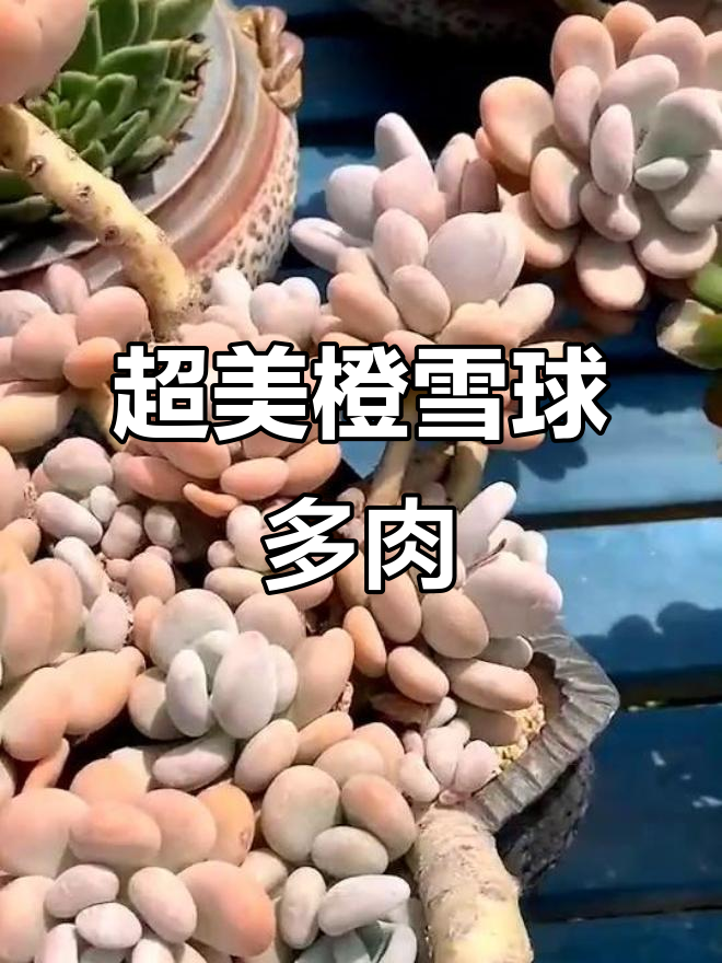 橙雪球老桩，美丽又独特的多肉植物