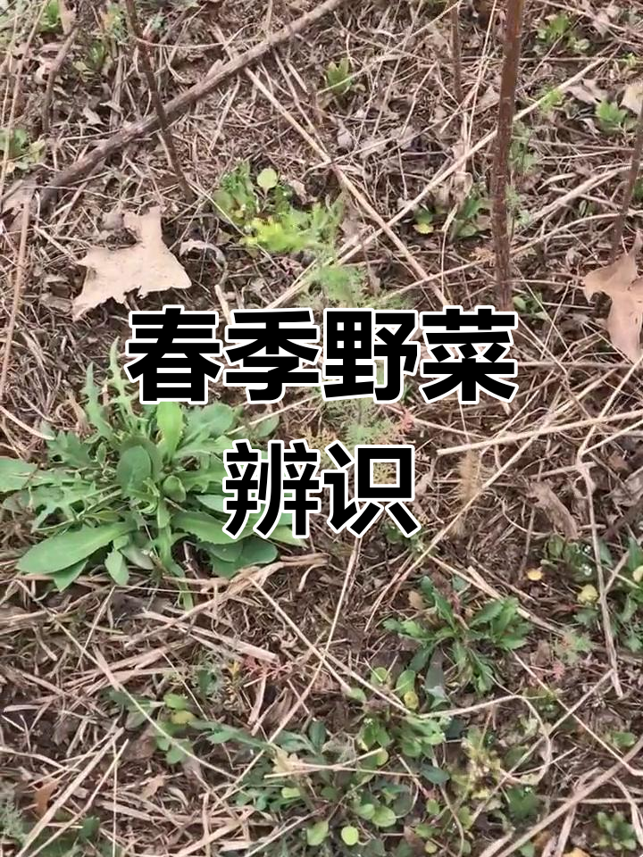 春天挖野菜,蒲公英与苦菜的辨别很重要!