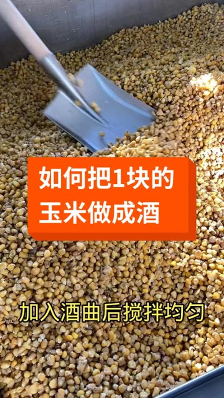 只需1块钱,就能喝到的玉米酒酿酒技术