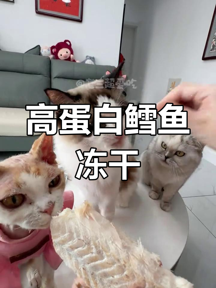 鳕鱼冻干:营养满满,猫咪最爱!