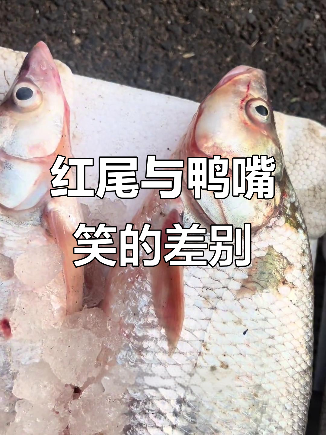 鸭嘴笑和红尾鱼的区别,哪个才是翘鱼的巅峰?