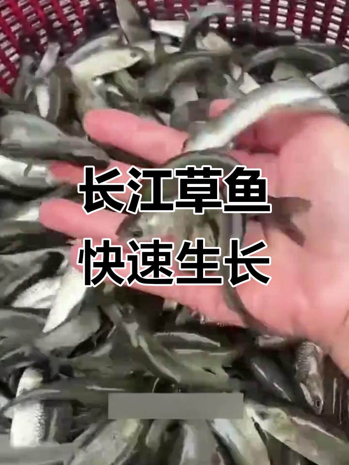 长江草鱼苗,病害少、长势快,一年可增重5~8斤