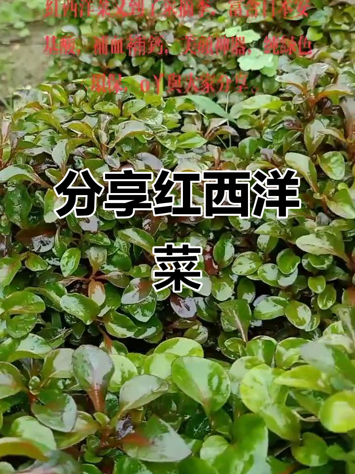 红西洋菜今日分享,美味又健康!