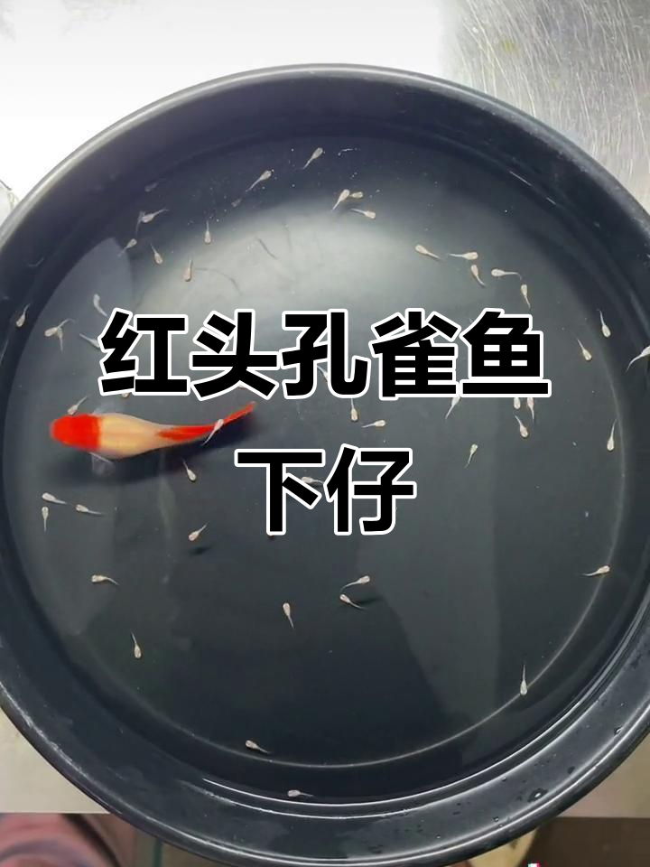 孔雀鱼宝宝出生,红头升崽真能生!
