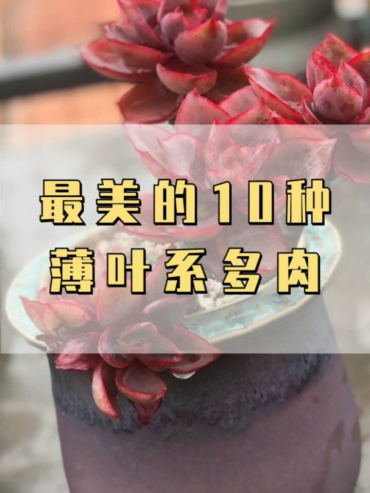 这10种薄叶系多肉美不美?