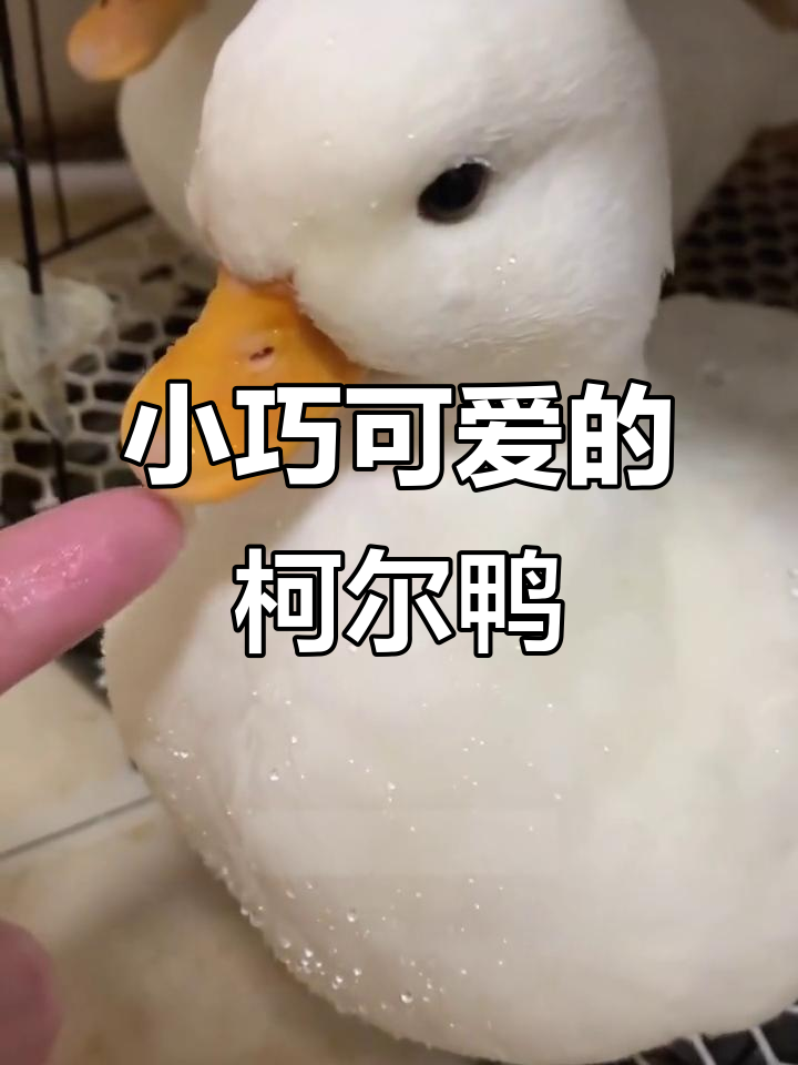 柯尔鸭:小脚萌宠,温顺粘人,超适合当宠物!