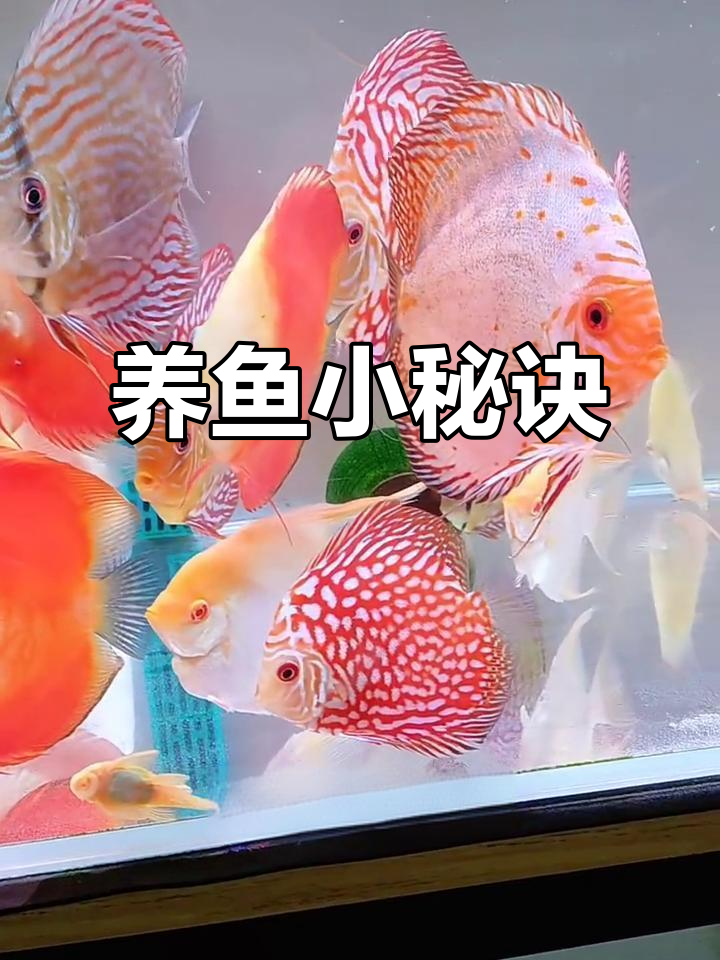 七彩神仙鱼难养?专家说,关键看技巧!