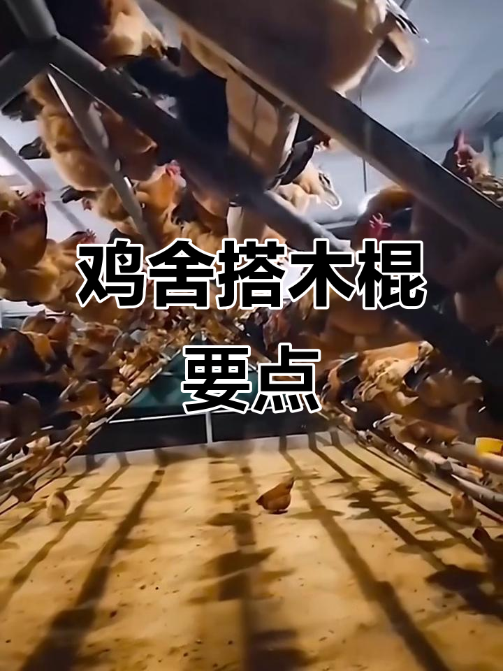鸡舍木棍搭建技巧,避免粪便困扰