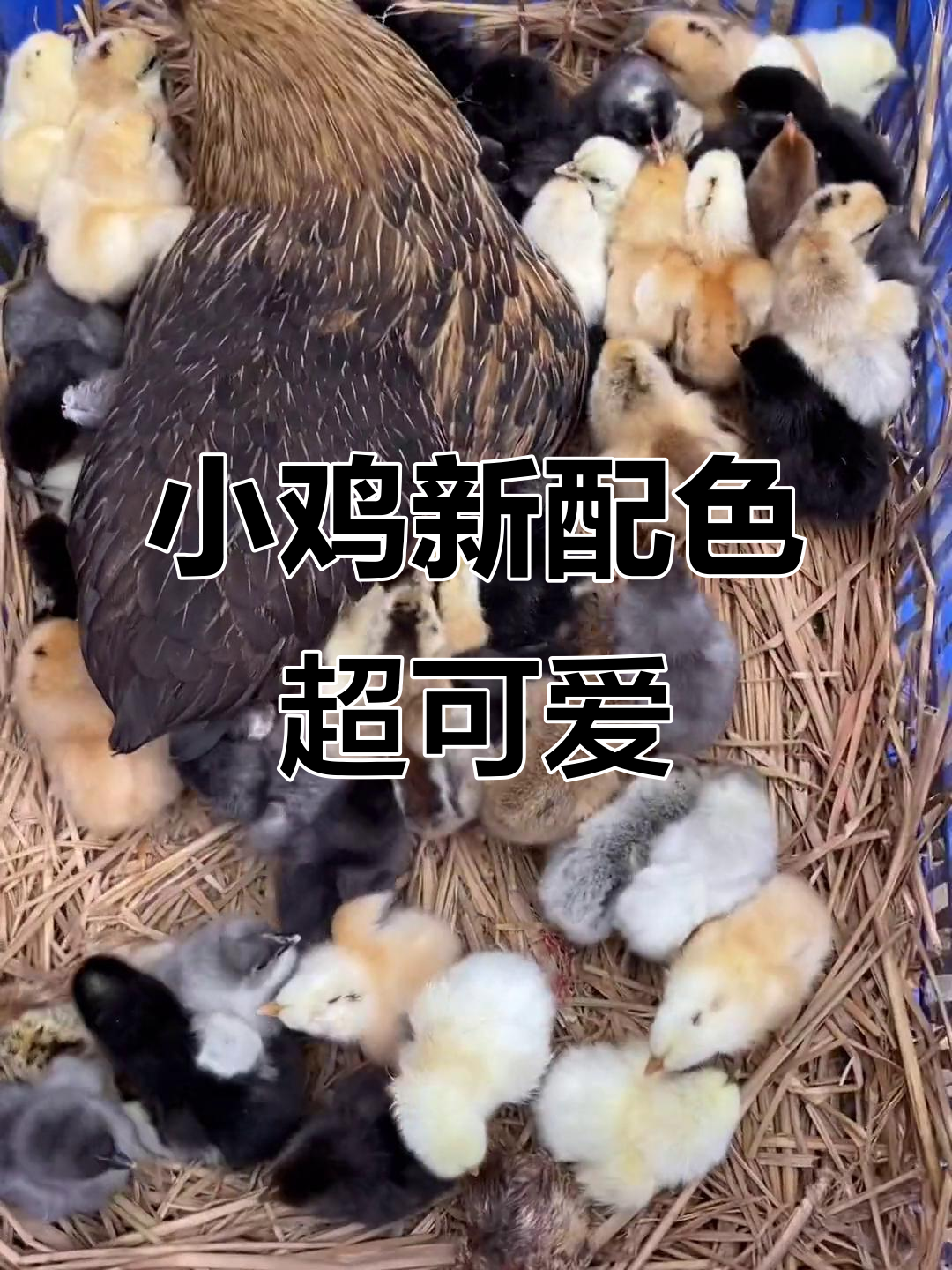 这次的小鸡配色太惊喜了，各种颜色都有！希望它们能健康长大