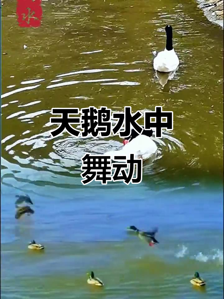 动物园天鹅戏水，优雅姿态尽显