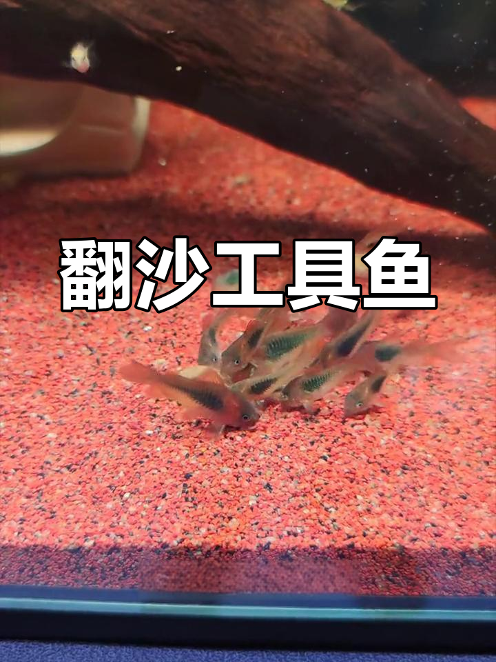青铜鼠鱼:南美亚马逊的底沙清洁工
