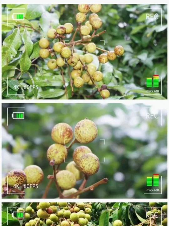 魅力中草药每日一药之龙眼,全景展示药材从田间到药房的生命历程!药为医之魂,药材好、药才好!