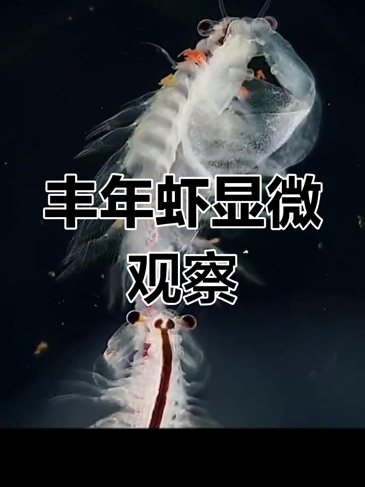 显微镜下观察丰年虾交配,竟然是这样的!