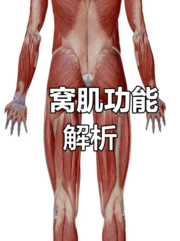 大腿后侧肌肉解剖详解