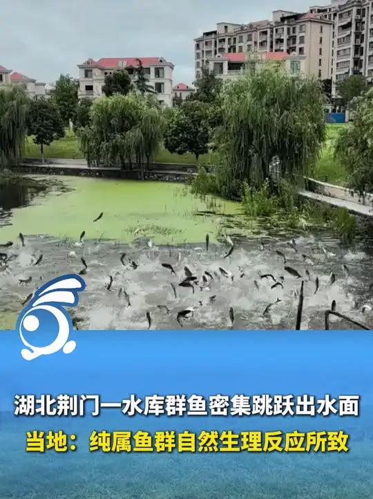 湖北荆门一水库群鱼密集跳跃出水面 当地:纯属鱼群自然生理反应所致