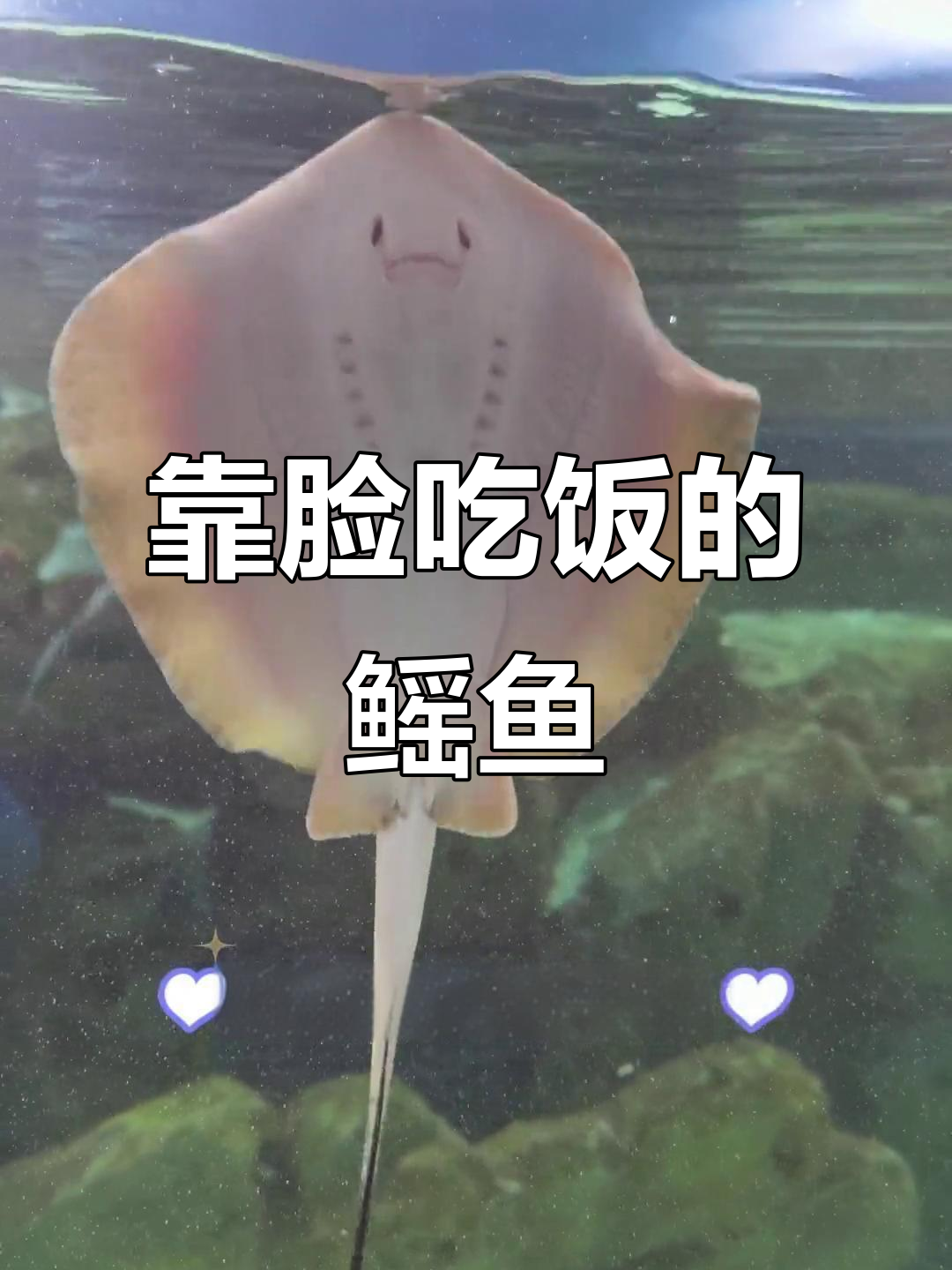 鳐鱼微笑背后的秘密,竟然是这样!