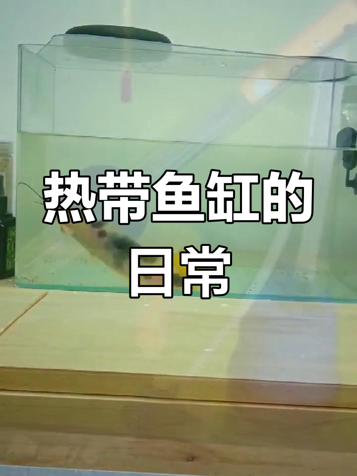 雷龙鱼与小丑武士鱼的日常,换水、加温全纪录