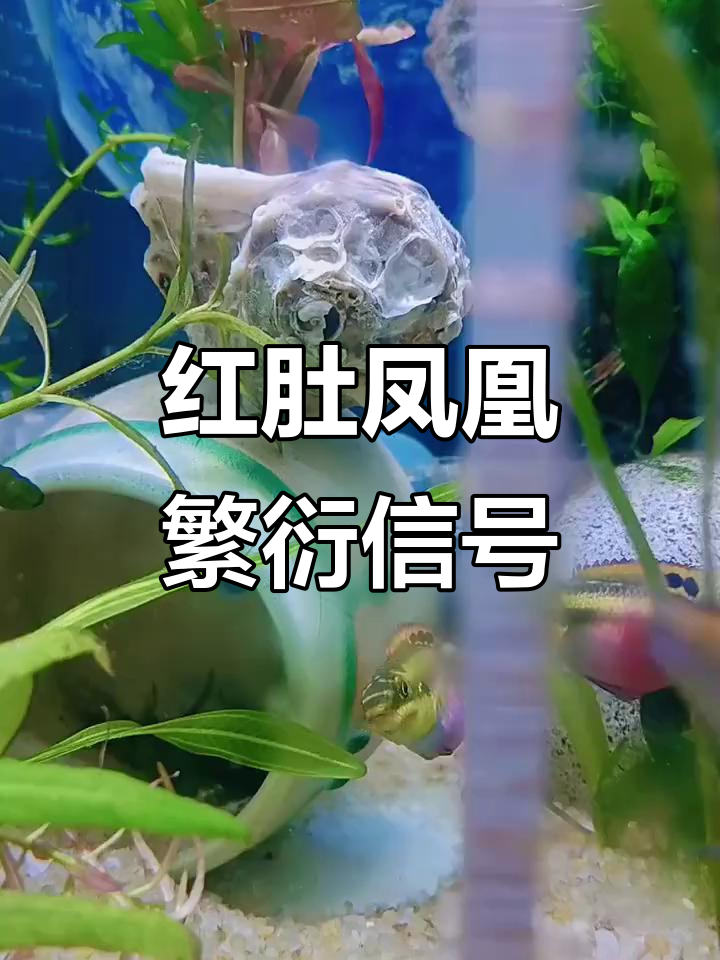 红肚凤凰繁殖前的征兆,如何判断母鱼准备产卵?