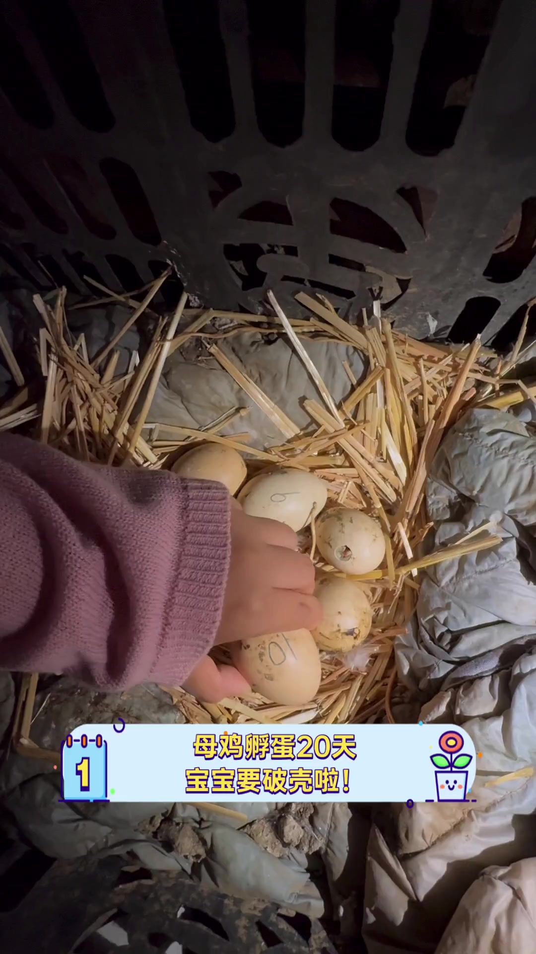 母鸡孵蛋20天,宝宝要破壳啦!