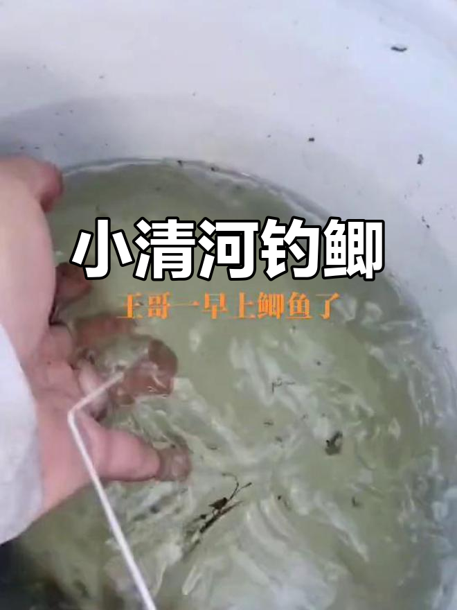 济南小清河钓鱼之旅,大正鱼鹰捕捞鲫鱼