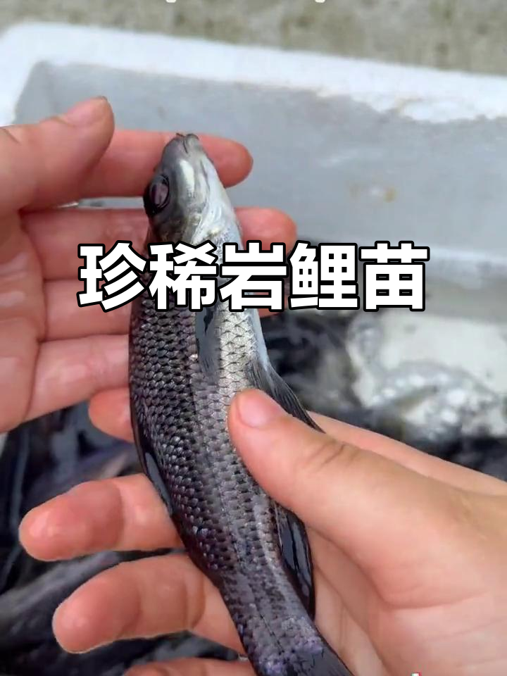 岩鲤苗：水中大熊猫，稀有墨鲤王者登场