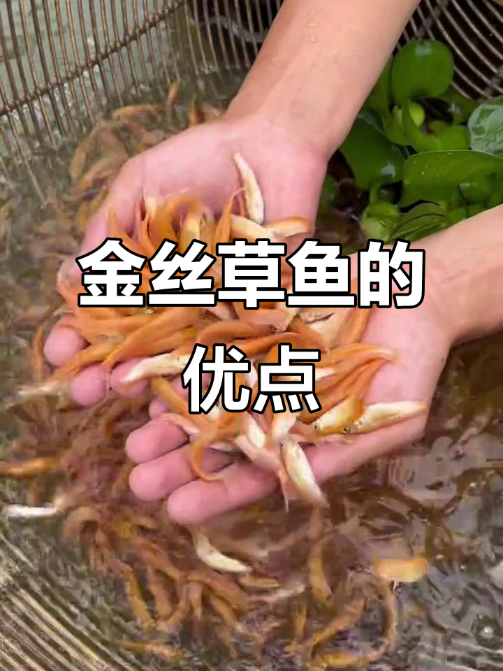 草鱼新品种,既美观又美味,养殖简单不挑水质