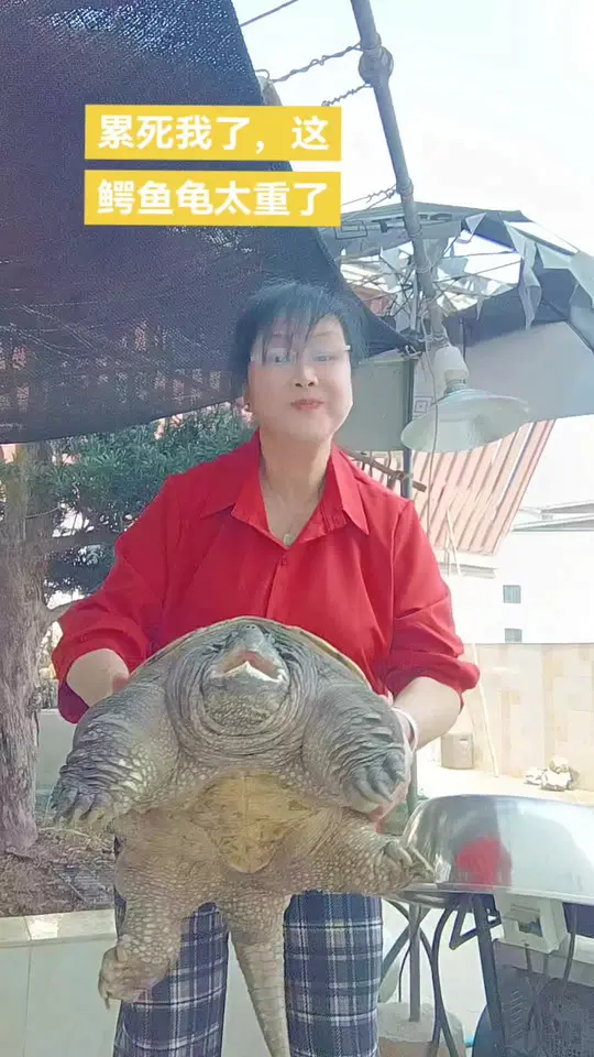 人工养殖的鳄鱼龟重达30多斤,这也太惊人了!
