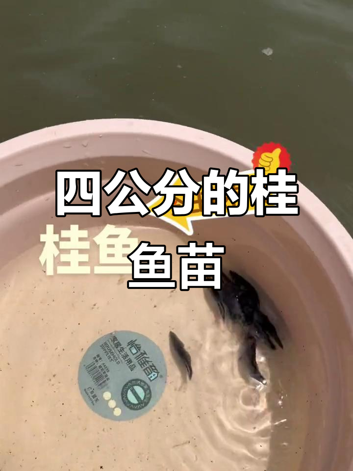 桂鱼苗规格多样,四公分左右质量保证