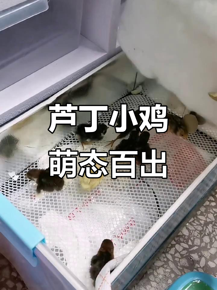 小鸡宝宝们的成长日记,毛茸茸的超级可爱