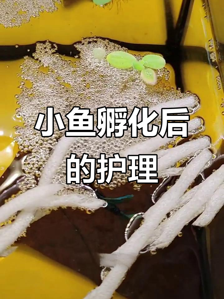 泰国斗鱼出苗后如何照顾?公母鱼的守护与注意事项