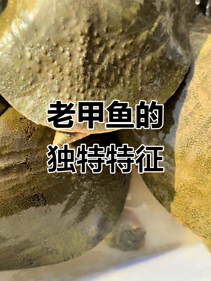藕塘里的老甲鱼,微黄底板和指甲让人惊艳