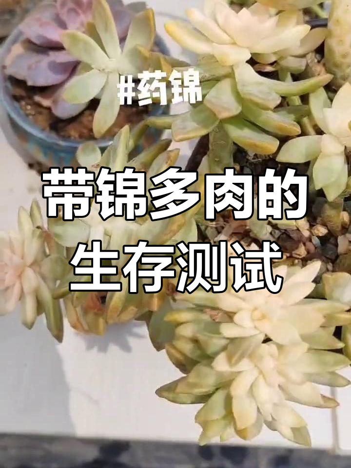 药锦多肉实验:能否存活?