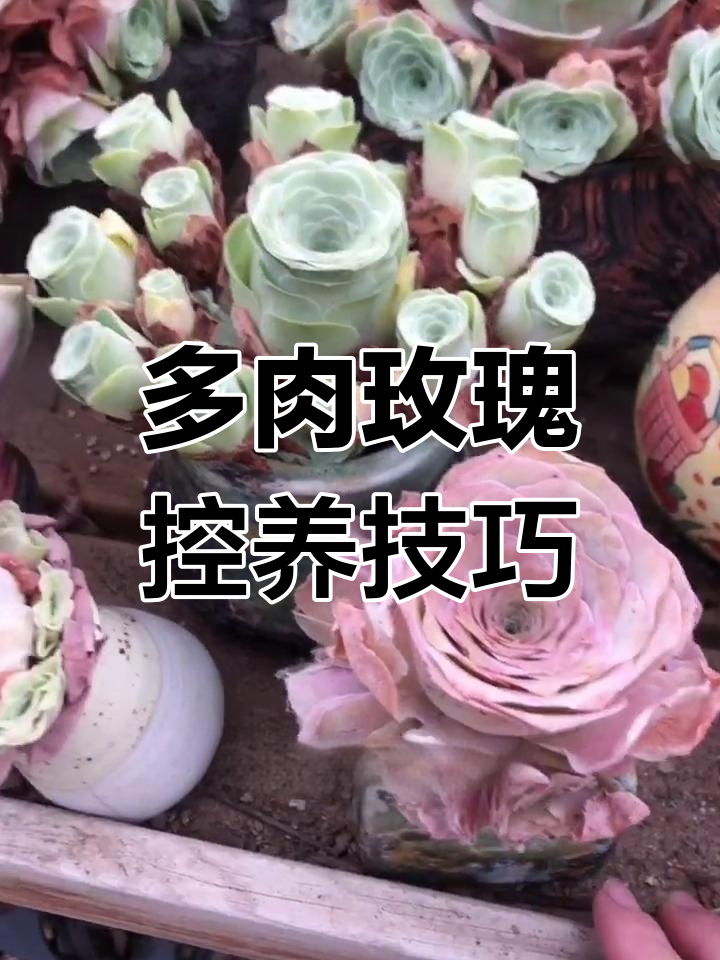 玫瑰多肉养护全攻略:夏季休眠期如何管理