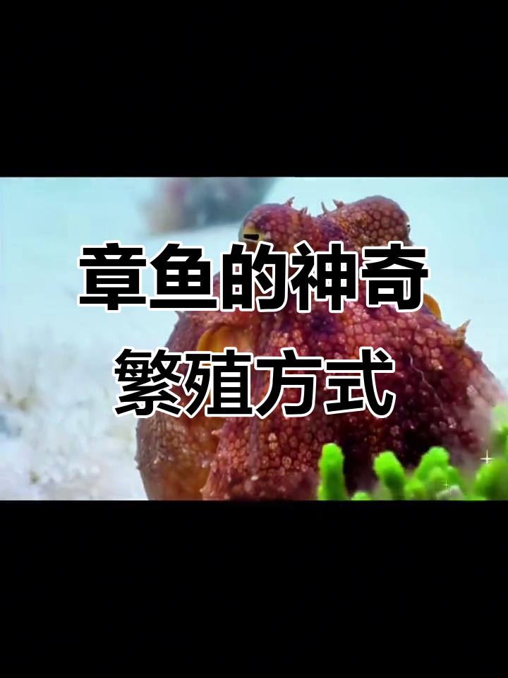 章鱼如何巧妙应对生育压力,竟能喷出孩子?