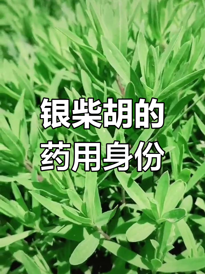 山麻楂是银柴胡的根,别名众多,属于石竹科植物
