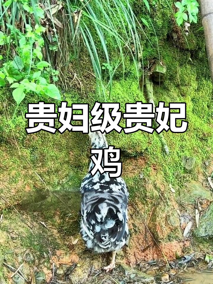 贵妃鸡:独特的外形与美味