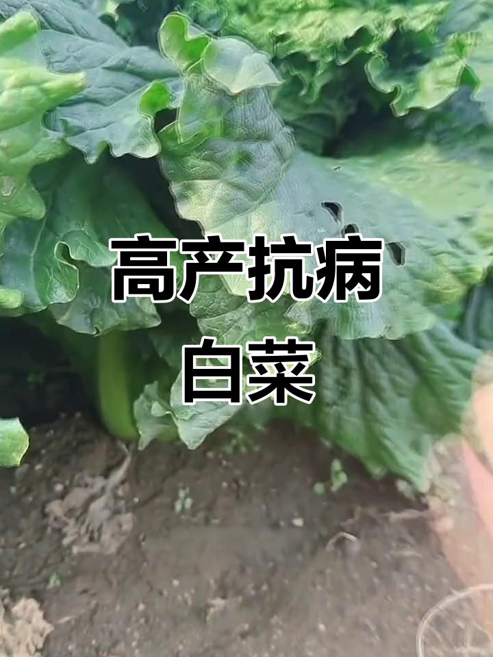抗病高产白菜品种,立秋后种植效果惊人