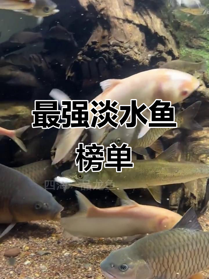 全球十大最凶猛淡水鱼,速度与力量的完美结合