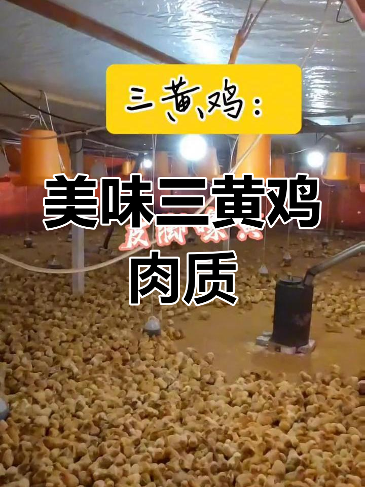 三黄鸡的独特魅力:皮黄脚黄喙,鲜美细腻口感让人回味无穷