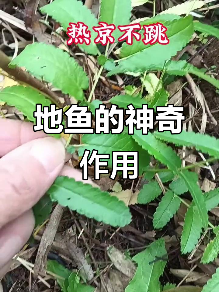 农村常见地鱼,竟是宝藏般的野菜!