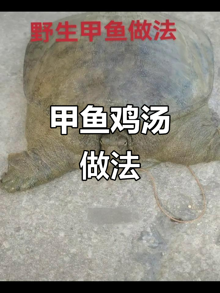 甲鱼炖鸡汤,鲜美不腥的秘诀