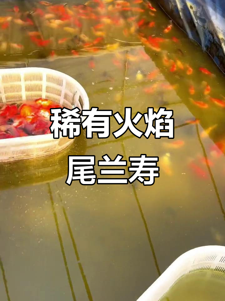 挑选兰寿金鱼,火焰尾难得一见