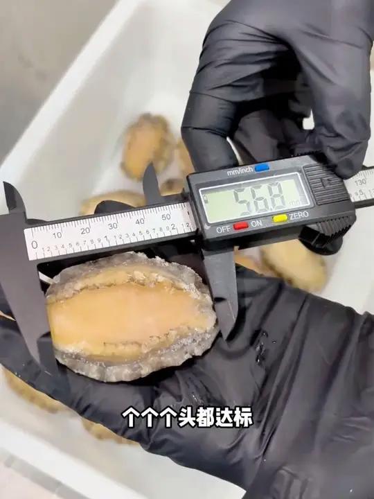 「顺丰冷链」大号鲍鱼肉5-6厘米 纯肉速冻 红烧炖肉 生鲜 海鲜水产