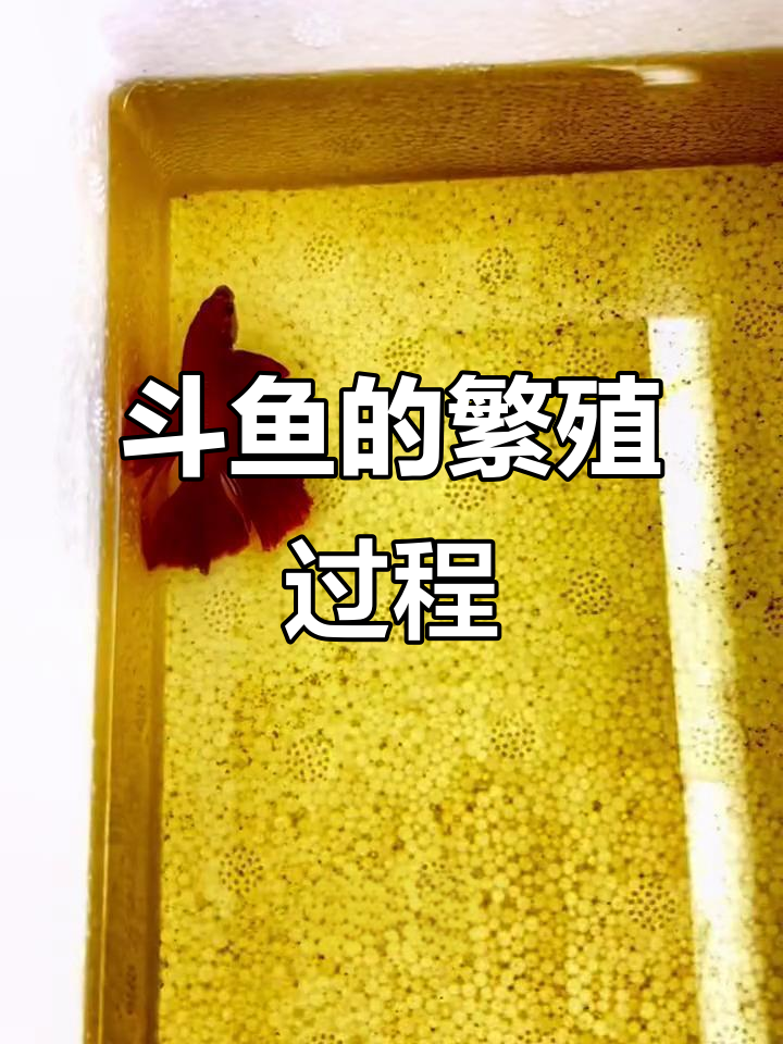 斗鱼繁殖全过程:从吐泡到宝宝出生