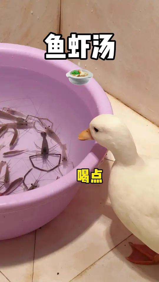 绝味:我是在做梦吗?这么多好吃的  柯尔鸭绝味 萌宠出道计划